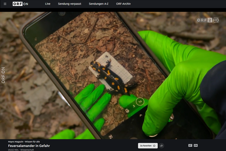 Screenshot ORF Mayrs Magazin: Sampling of Salamander Microbiome