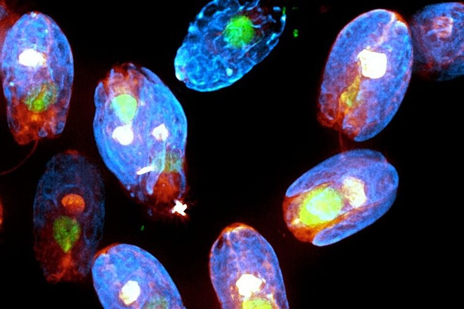 Picture showing algal cells in blue, green, red and yellow on black background