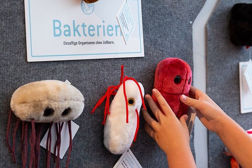 Kids assigning plush microbes to the domains of life