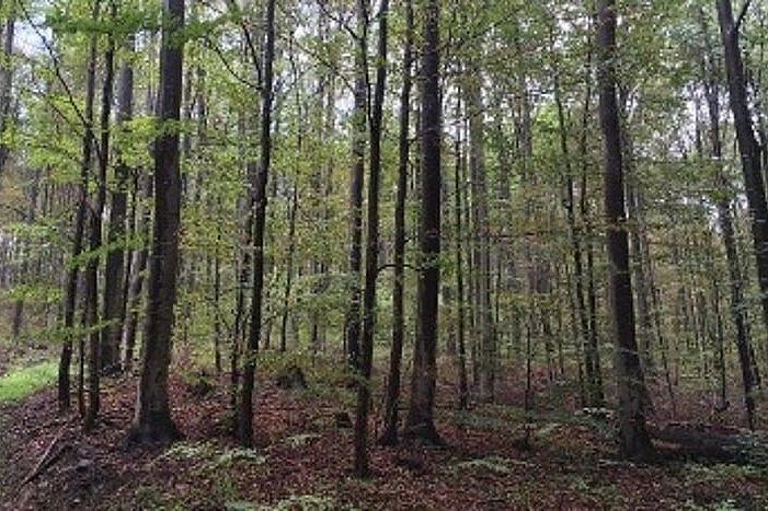 Beach forrest in "Wienerwald"