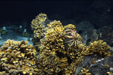 Bathymodiolus-mussels and other inhabitants of hydrothermal vents at the Mid-Atlantic Ridge off the coast of the Azores