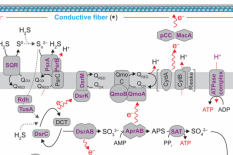 Illustration of metabolic processes in cable bacteria