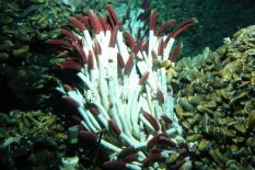 deep-sea tube worms